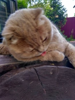 А у нас сегодня 3  - IMG_20170715_174733_HDR.jpg