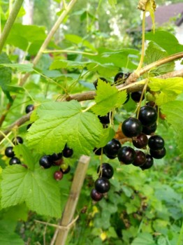 А у нас сегодня 3  - IMG_20170715_174617_HDR.jpg