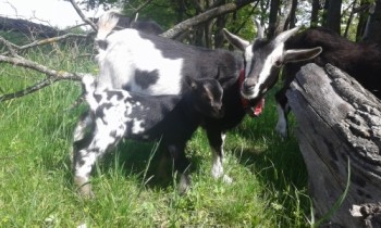 Красотка с сыном Мариком, камерунка