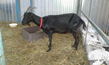 Роза, камеруно-нубийка