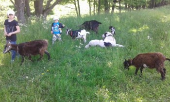 Наши козы - 20170618_112111_500x300.jpg