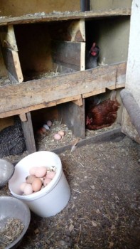 Мои большие кормильцы!