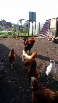 Петух увидев камеру решил прихорошиться)))