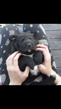 Давайте познакомимся. - Screenshot_20170909-165407.png