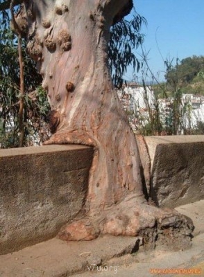 Удивительное рядом - 1245324782_1245294s.jpg