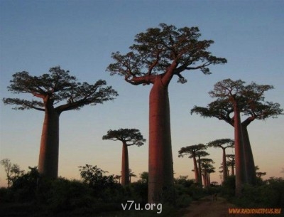 Удивительное рядом - 1245324744_1245294o.jpg