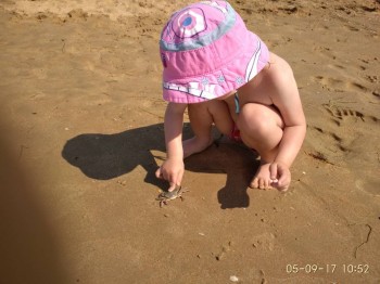 Знакомство с крабом